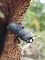 Dorcus