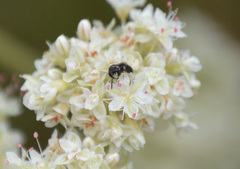 Hylaeus mesillae