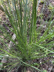 Miscanthus sinensis