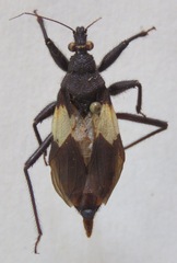 Microtomus luctuosus