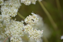 Hylaeus mesillae