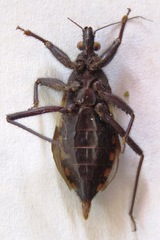 Microtomus luctuosus