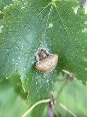 Mastophora