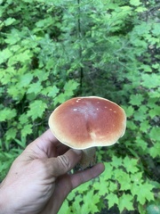 Boletus edulis