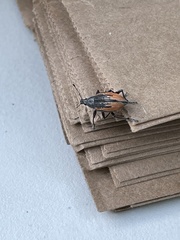 Diaprepes abbreviatus