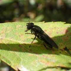 Cheilosia