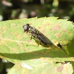 Cheilosia