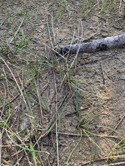 Eleocharis acicularis