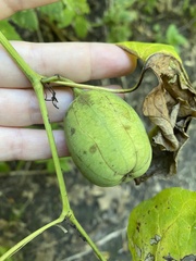 Aristolochia clematitis