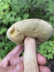 Boletus edulis
