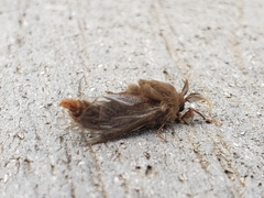 Thyridopteryx ephemeraeformis