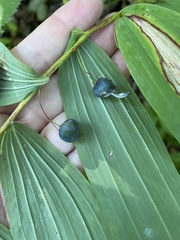 Polygonatum multiflorum