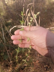 Cruciata glabra krylovii