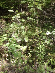 Populus grandidentata