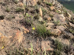 Hypoxis