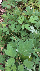 Lamprocapnos spectabilis