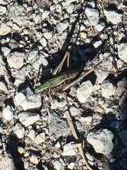 Metrioptera brachyptera