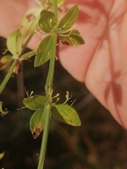 Cruciata glabra krylovii