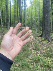 Elymus wiegandii