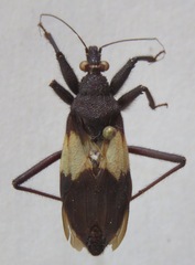 Microtomus luctuosus