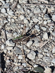 Metrioptera brachyptera