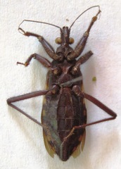 Microtomus luctuosus