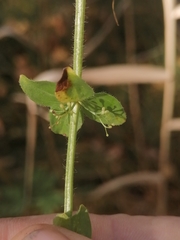 Cruciata glabra krylovii