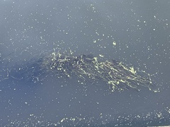 Vallisneria spiralis