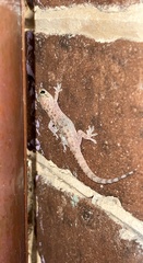 Hemidactylus turcicus