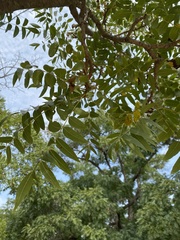Juglans hindsii