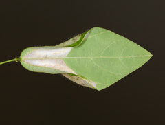 Macrosaccus morrisella