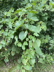 Vitaceae