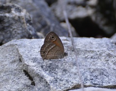 Cissia rubricata anabelae