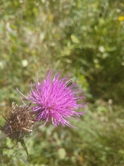 Cirsium muticum