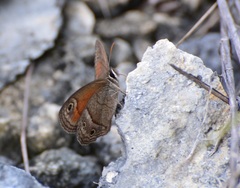 Cissia rubricata anabelae
