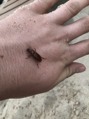 Harpalus erraticus