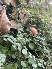 Pholiotina rugosa