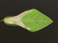 Macrosaccus morrisella