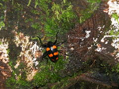 Scaphidomorphus bosci