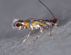 Macrosaccus morrisella