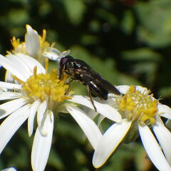 Cheilosia