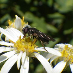 Cheilosia