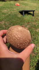 Calvatia cyathiformis