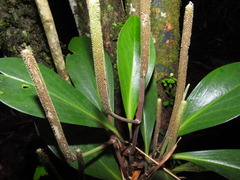 Peperomia obtusifolia