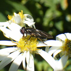Cheilosia