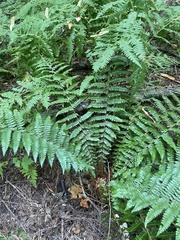 Polystichum braunii