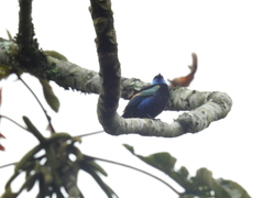 Stilpnia cyanicollis