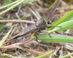 Proctacanthus milbertii