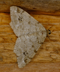 Macaria pinistrobata