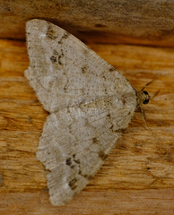 Macaria pinistrobata